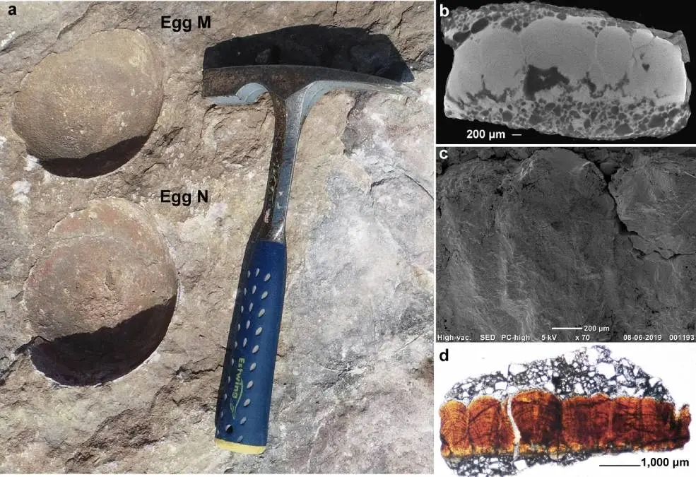 Field photograph and microscopic images of the eggshells | Photo: Scientific Reports/ https://www.nature.com/articles/s41598-022-13257-3/figures/10