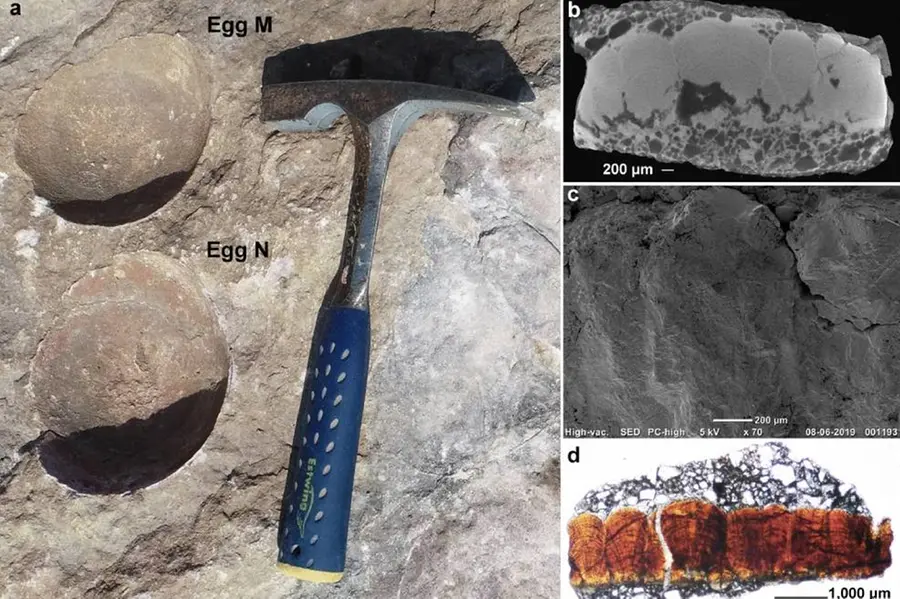 Fossil discovery from Central India elucidates reproductive biology of Sauropod dinosaurs