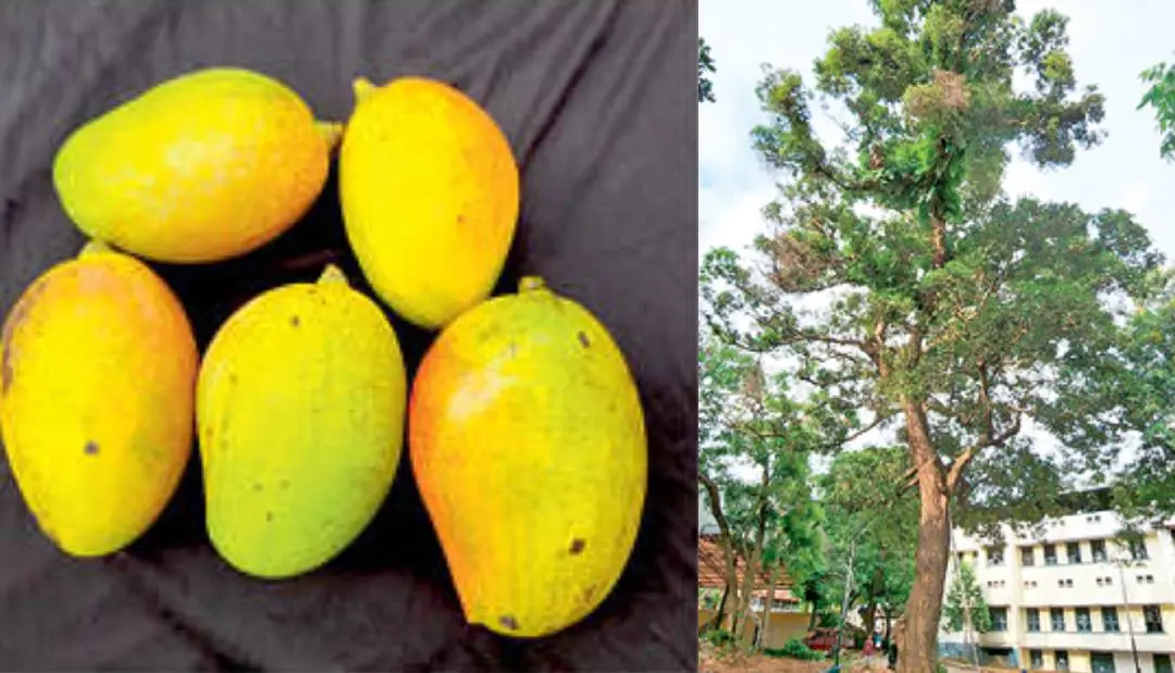 KU Mango