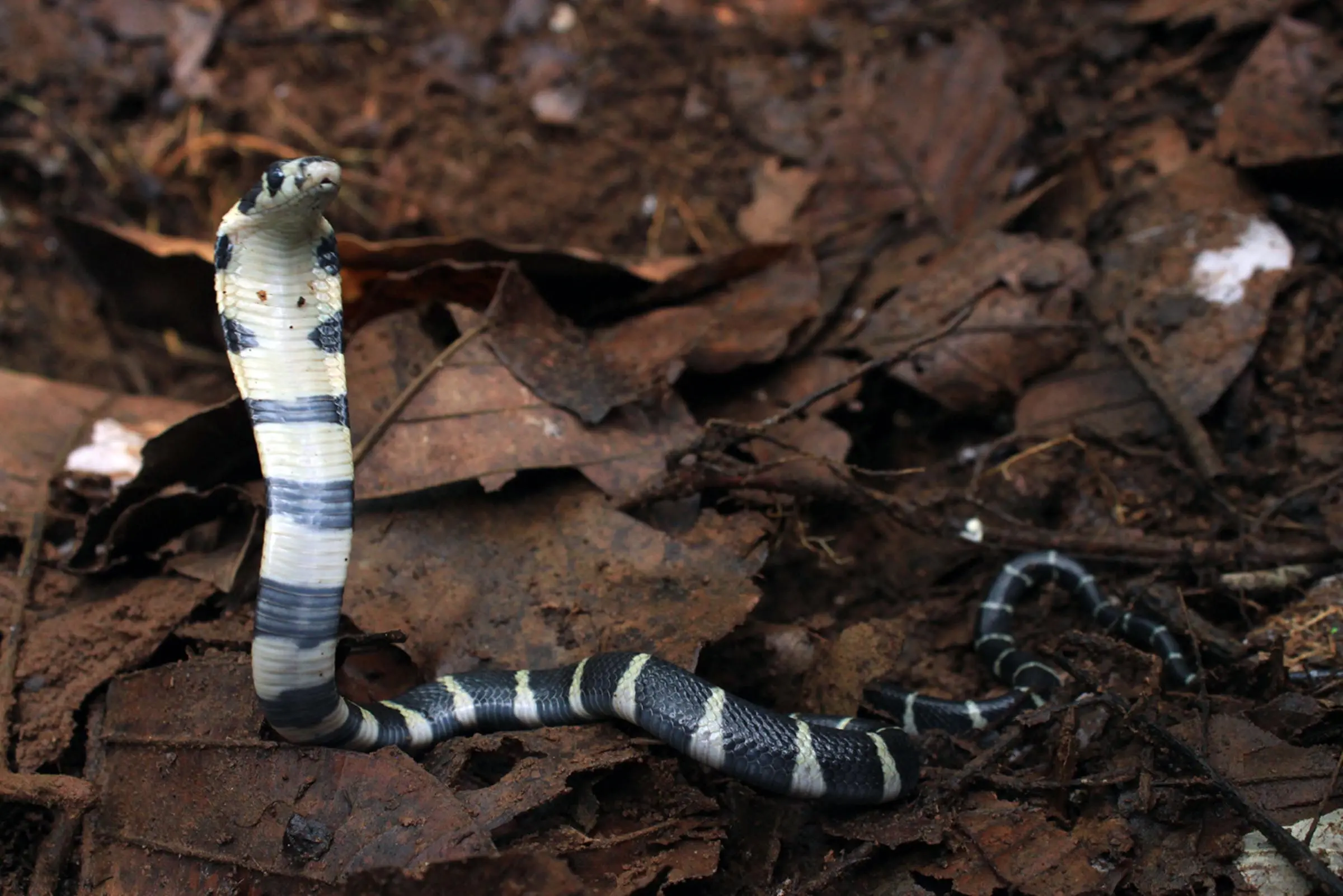 King Cobra | Photo: UNI