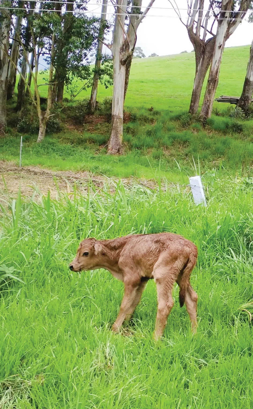 Calf born through IVF | Photo: Mathrubhumi