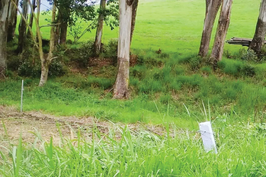 New life from cow that had to undergo euthanasia; calf born in Mattupetty farm