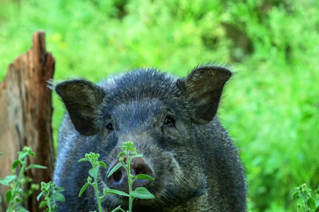 Kerala govt issues guidelines for culling wild boars