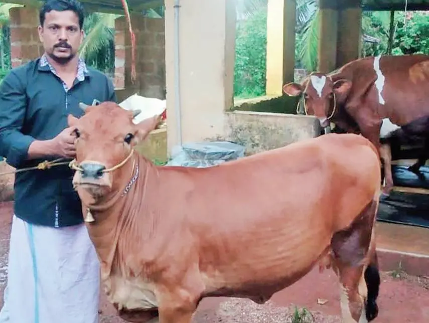 MV Sajesh with his calf
