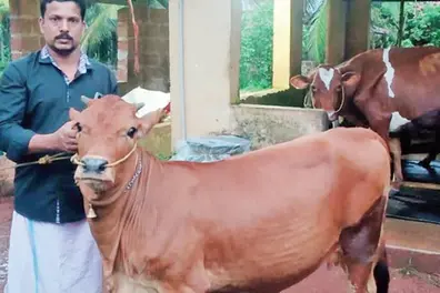 11-month-old calf produces ample milk and villagers are curious