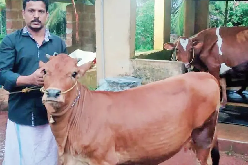 11-month-old calf produces ample milk and villagers are curious