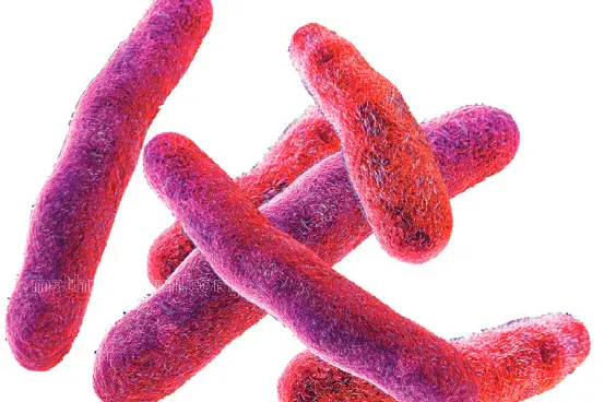 Beware of Shigella virus