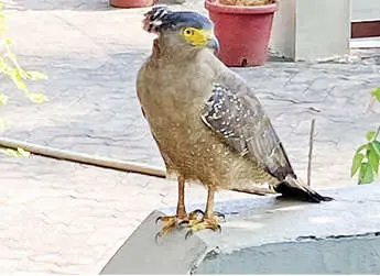 Crested serpent eagle