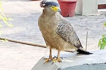 Crested serpent eagle turns villain in Kannur