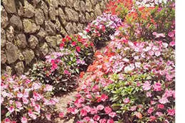 Flower festival in Munnar from May 1