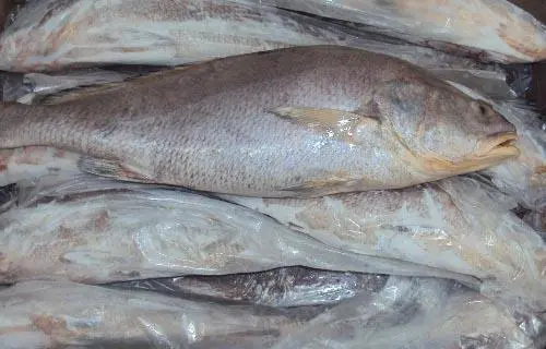 Ghol fish |  Photo : Facebook / Kesari Fish