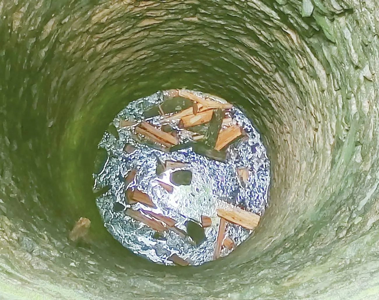 Sandalwood timbers lying in an abandoned well