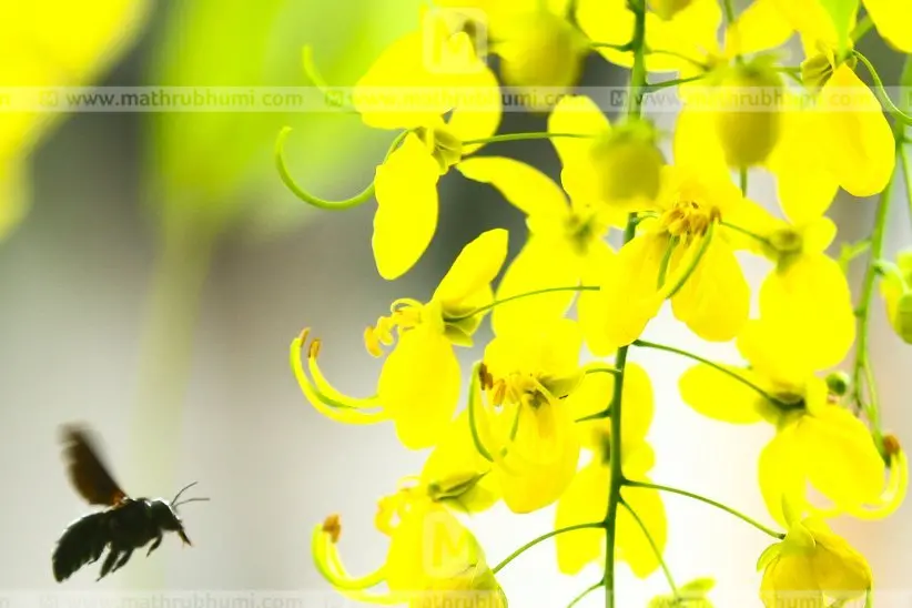 PM Modi greets people on Vishu
