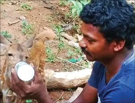 Rameshan feeds the deer calf