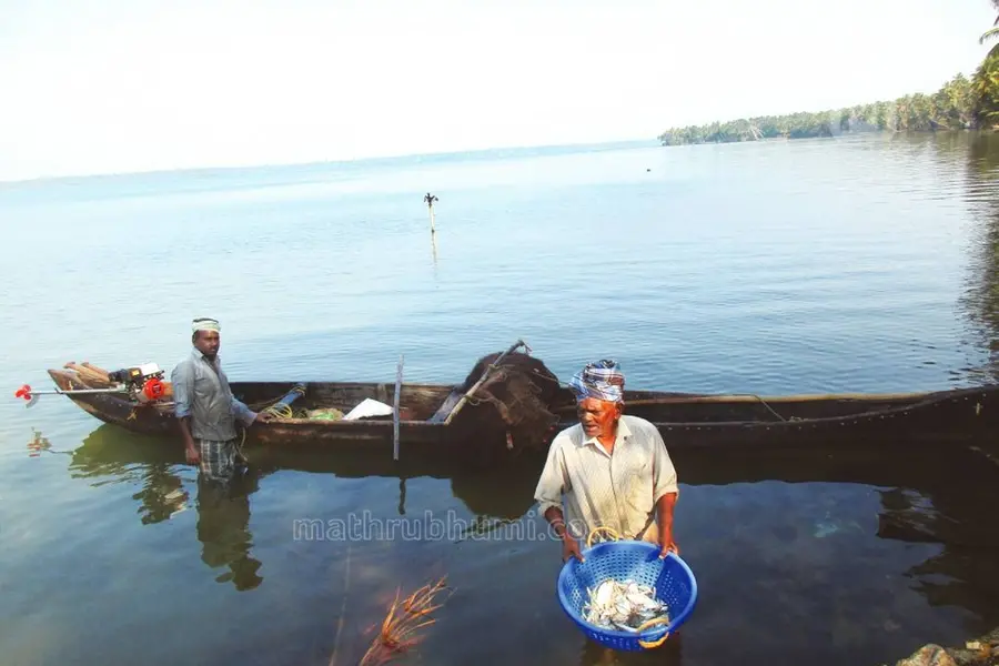 Size of Karimeen, crabs from Ashtamudi lake reduced considerably