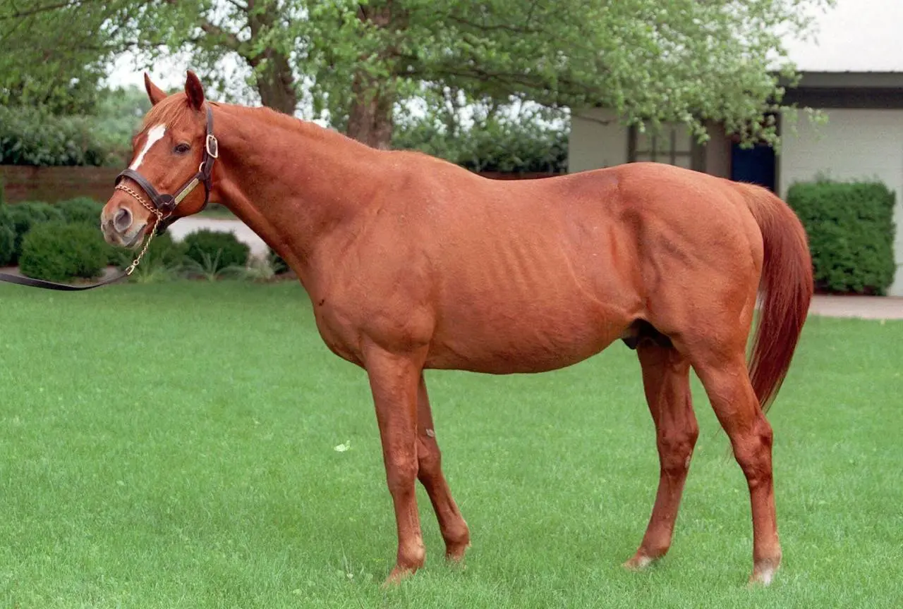 horse