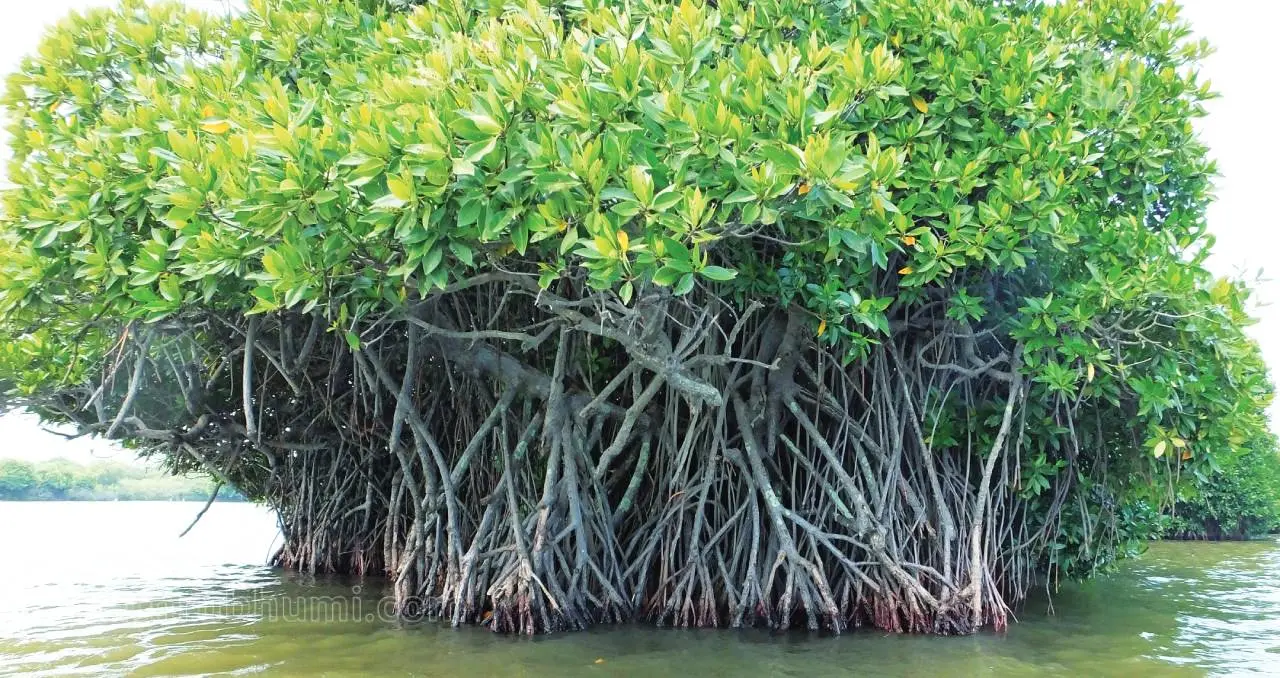 Mangrove forest | Photo: Mathrubhumi archives