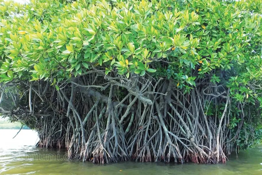Cabinet okays CRZ plan allowing relocation of mangrove forests