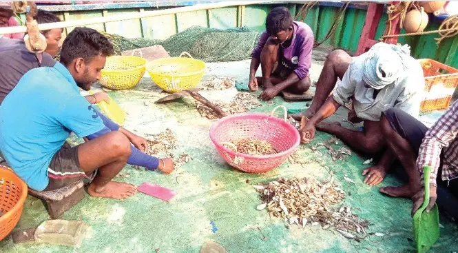 Fisherfolk in Chavakkad segregating jellyfish entrapped in the fishing net