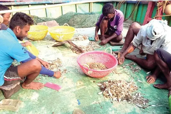 Yet another trouble for Kerala fisherfolk as scorching summer affects catch