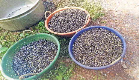 Young clams collected from Vembanad