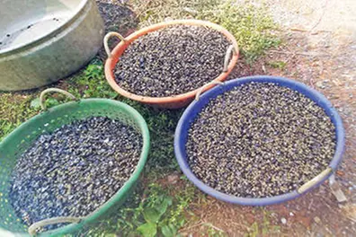 Illegal collection of young clams continues in Vembanad lake