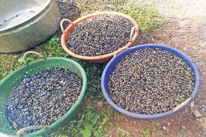 Illegal collection of young clams continues in Vembanad lake
