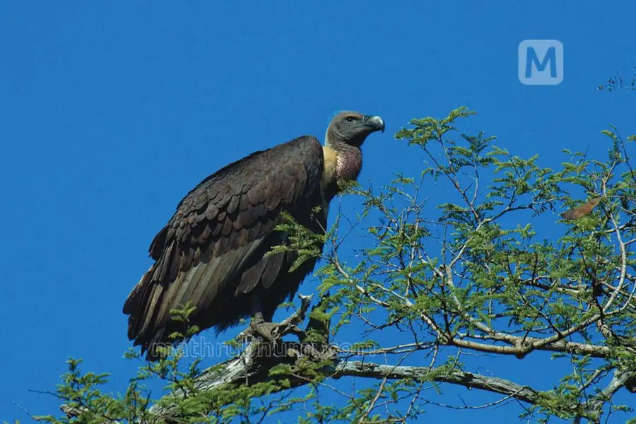 Raptor survey concludes in Wayanad, identifies 27 species