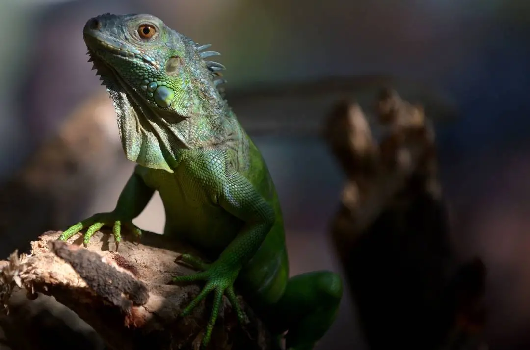 Iguana | Representational Image: AFP