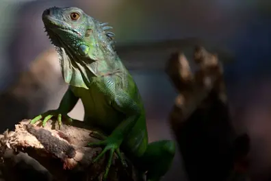 TVM Zoo all set to welcome new members; Iguanas, bears to reach from Hyderabad