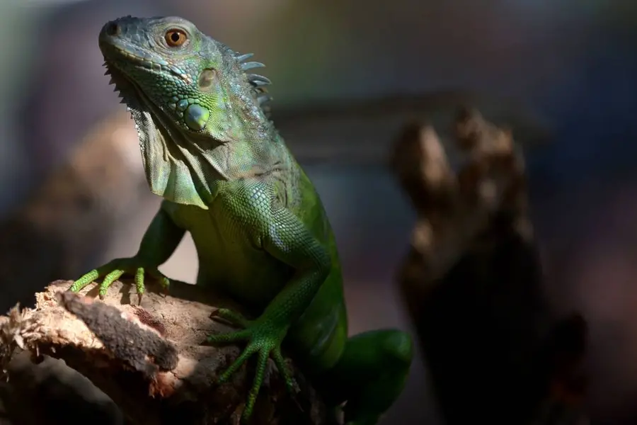 TVM Zoo all set to welcome new members; Iguanas, bears to reach from Hyderabad