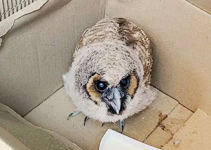 Barn owl saved from Ramakkalmedu