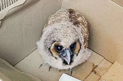 Silver owl saved from crows’ attack in Ramakkalmedu
