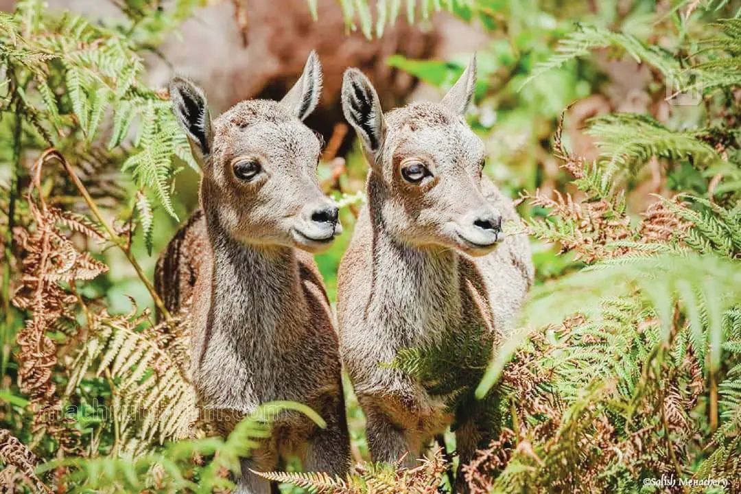 Nilgiri tahrs at Eravikulam National Park | Photo: Mathrubhumi