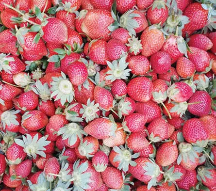 Strawberries put up for sale in Munnar