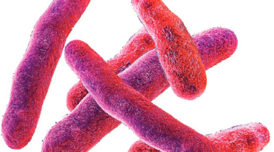 Shigella bacteria illustration