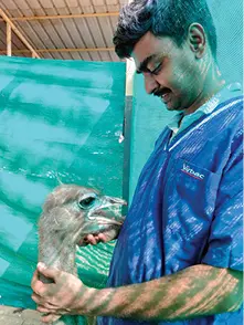 Ostrich