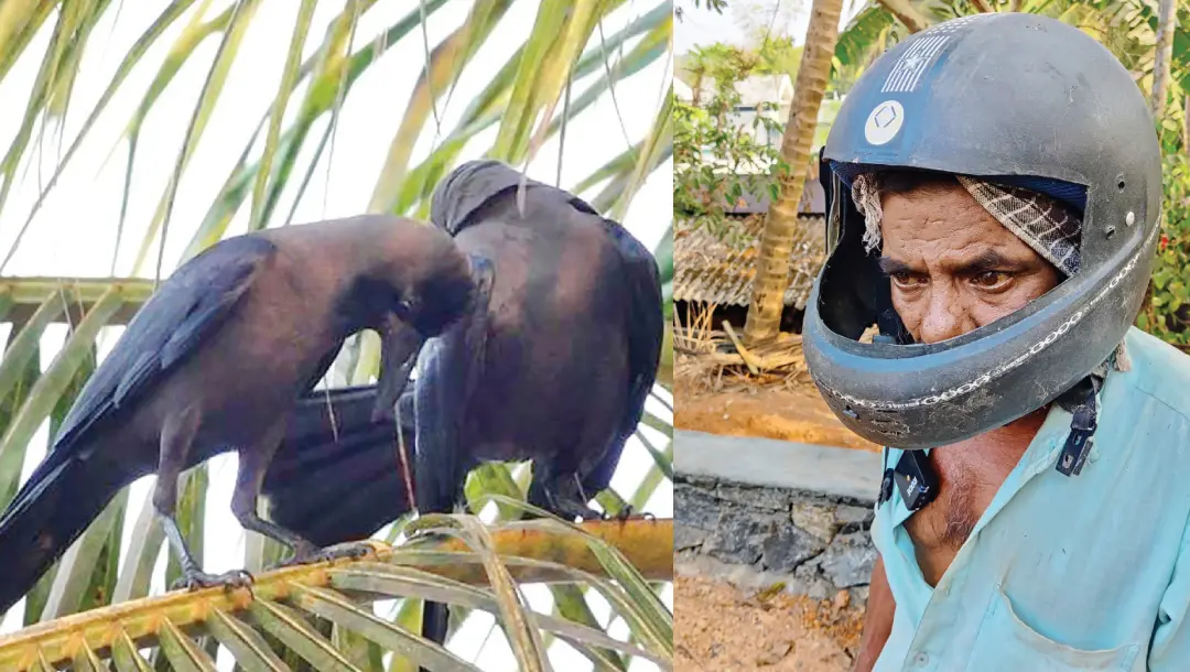 The crows and the native of Olinkara with the helmet | Mathrubhumi