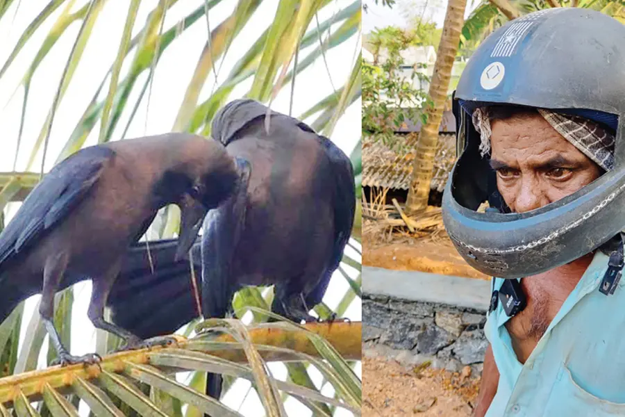 Angry crows swoop over passers-by and unleash attack; Helmets only solution