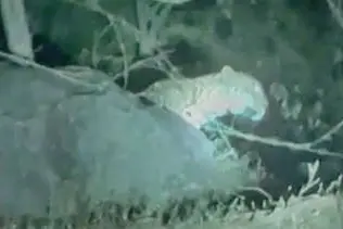 Police capture visuals of leopard in Sholayur