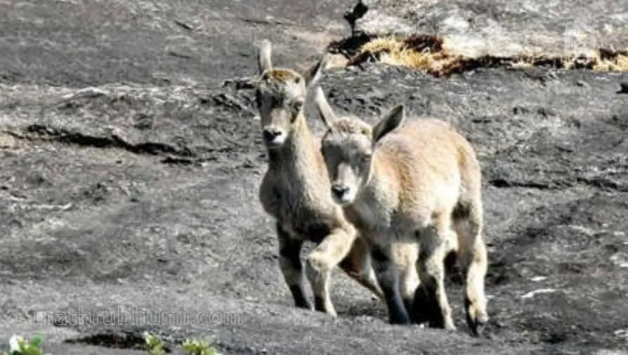 Nilgiri Tahrs