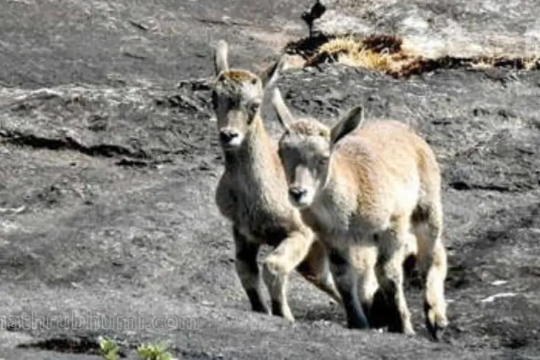30 Nilgiri Tahr kids born in Eravikulam this season
