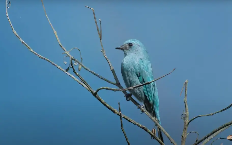 Pale Blue Flycatcher | Photo: AV Ajithkumar