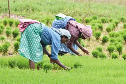 Govt decides to make royalty payment for paddy field owners permanent
