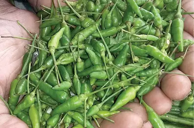 Kanthari chilli: Small in size, big in benefits: Here’s why you should eat it