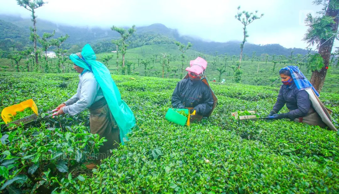 Representational image | Photo: Mathrubhumi