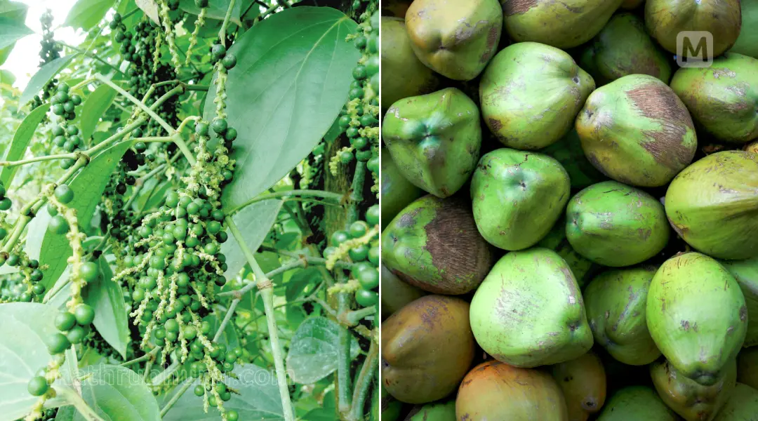 Pepper and coconut | Photo: Mathrubhumi