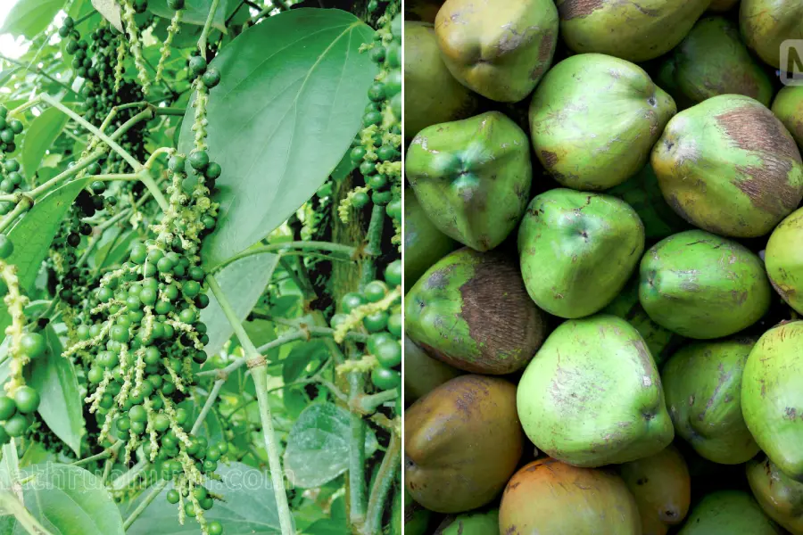 Price of coconut, pepper soar; farmers in distress as production declines