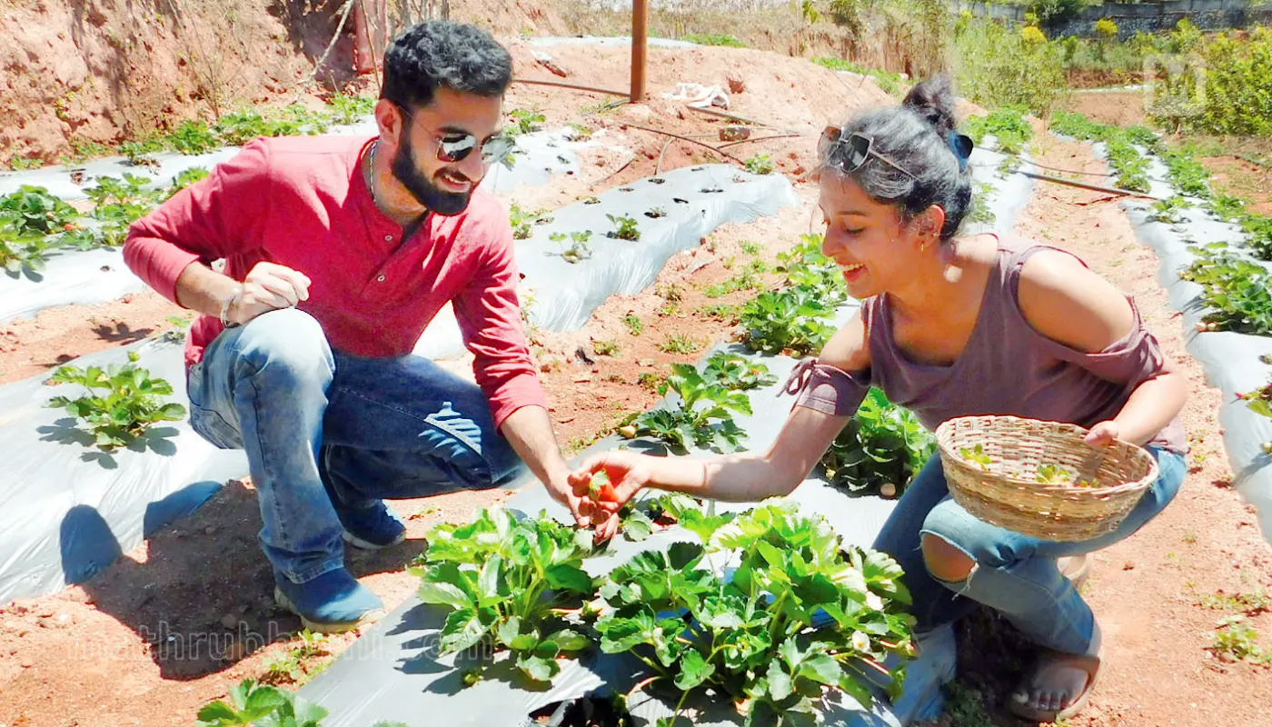Tourists plucking strawberries from Horticorp farm in Munnar