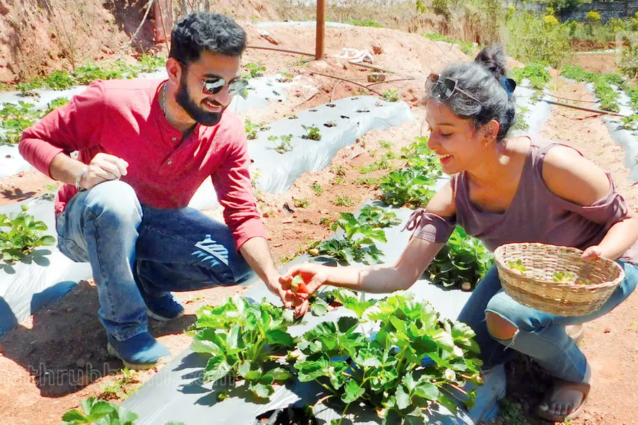 Rs 400 per kg; strawberry harvest begins in Munnar